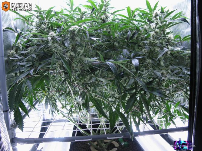 DosiDos 🍬 🥜 🍋 🌿 🍪. Week 8