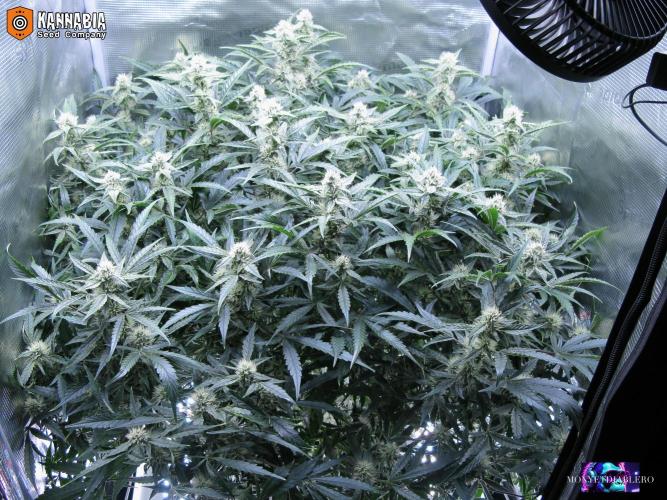 DosiDos 🍬 🥜 🍋 🌿 🍪. Week 8