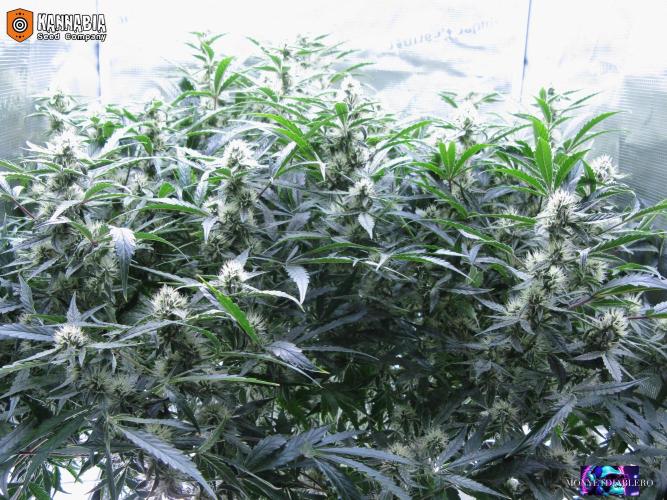Dosidos Auto. Week 8