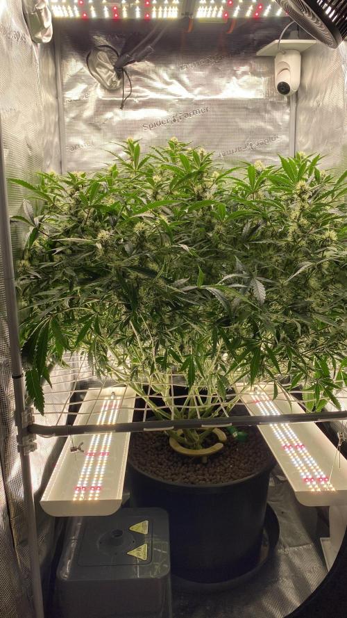 DosiDos 🍬 🥜 🍋 🌿 🍪. Week 8 - Iphone