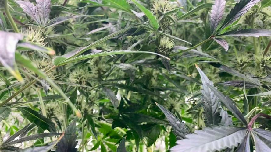 DosiDos 🍬 🥜 🍋 🌿 🍪