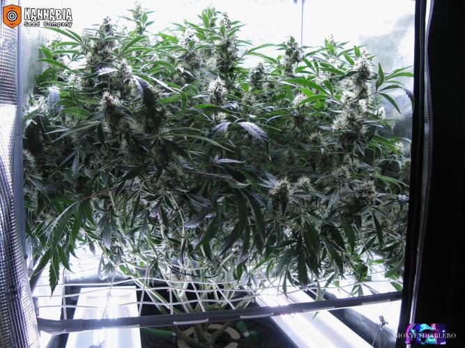 DosiDos 🍬 🥜 🍋 🌿 🍪. Week 9