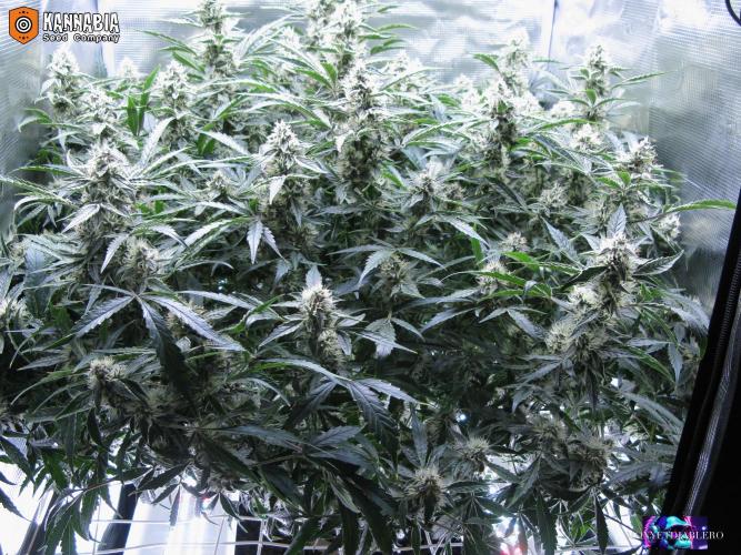 DosiDos 🍬 🥜 🍋 🌿 🍪. Week 9