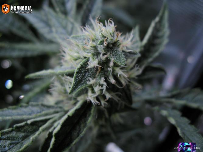 DosiDos 🍬 🥜 🍋 🌿 🍪. Week 9