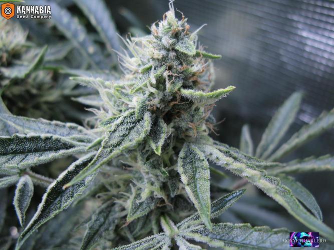 DosiDos 🍬 🥜 🍋 🌿 🍪. Week 9