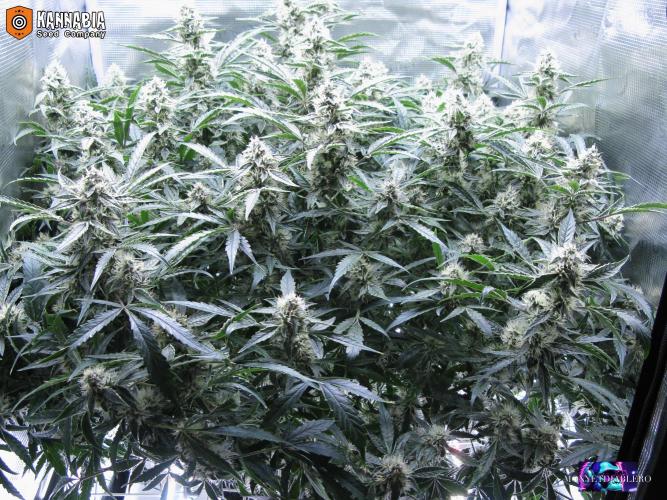 DosiDos 🍬 🥜 🍋 🌿 🍪. Week 9