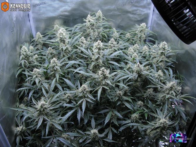 DosiDos 🍬 🥜 🍋 🌿 🍪. Week 9