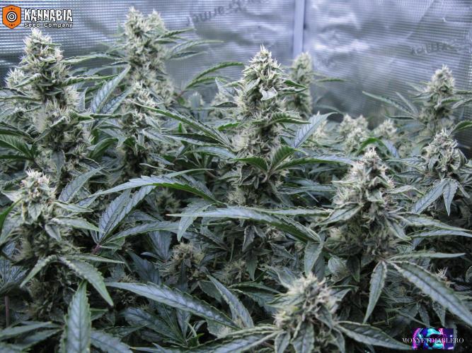 DosiDos 🍬 🥜 🍋 🌿 🍪. Week 9
