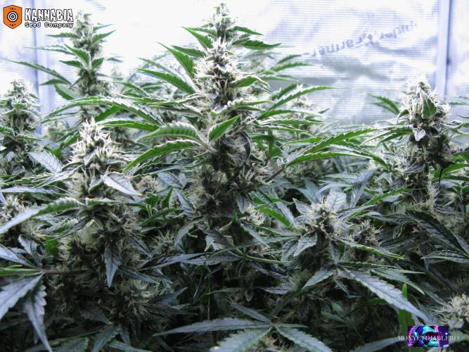 Dosidos Auto. Week 9