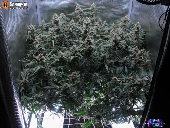 DosiDos 🍬 🥜 🍋 🌿 🍪. Week 10