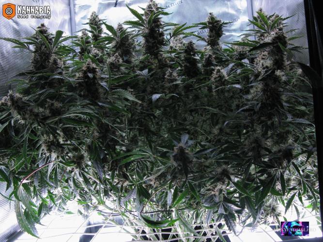 DosiDos 🍬 🥜 🍋 🌿 🍪. Week 10