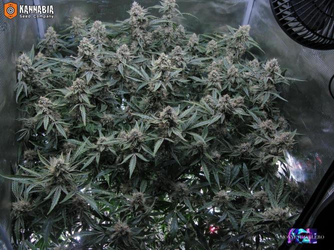 DosiDos 🍬 🥜 🍋 🌿 🍪. Week 10