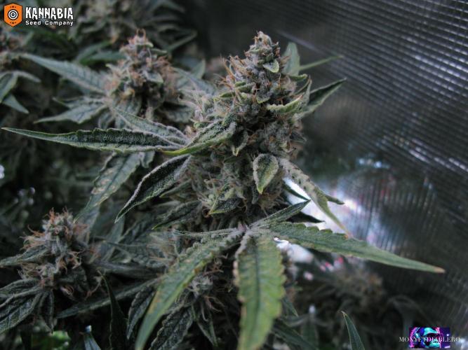 DosiDos 🍬 🥜 🍋 🌿 🍪. Week 10