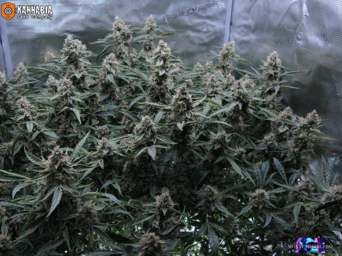 DosiDos 🍬 🥜 🍋 🌿 🍪. Week 10