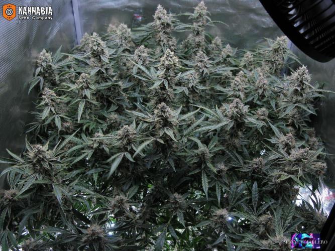 DosiDos 🍬 🥜 🍋 🌿 🍪. Week 10
