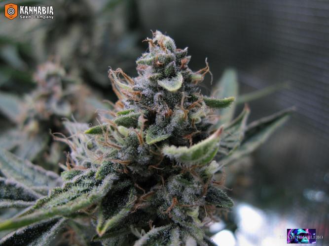 DosiDos 🍬 🥜 🍋 🌿 🍪. Week 10