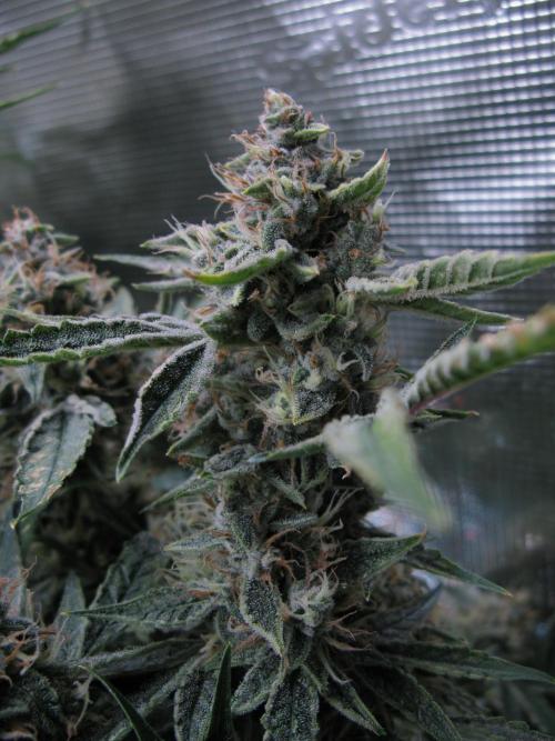 DosiDos 🍬 🥜 🍋 🌿 🍪. Week 10