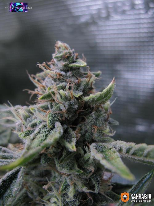 Dosidos Auto. Week 10
