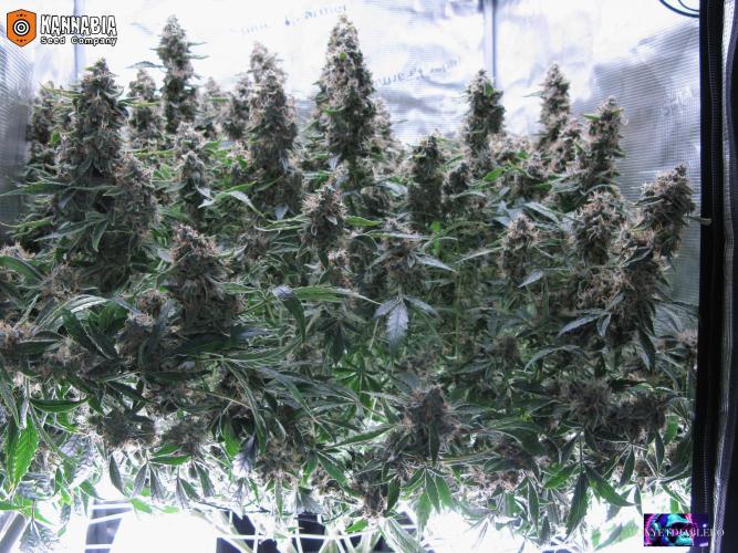 DosiDos 🍬 🥜 🍋 🌿 🍪. Week 11