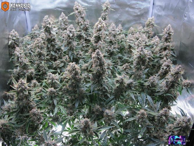 DosiDos 🍬 🥜 🍋 🌿 🍪. Week 11