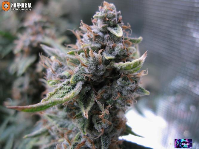 DosiDos 🍬 🥜 🍋 🌿 🍪. Week 11