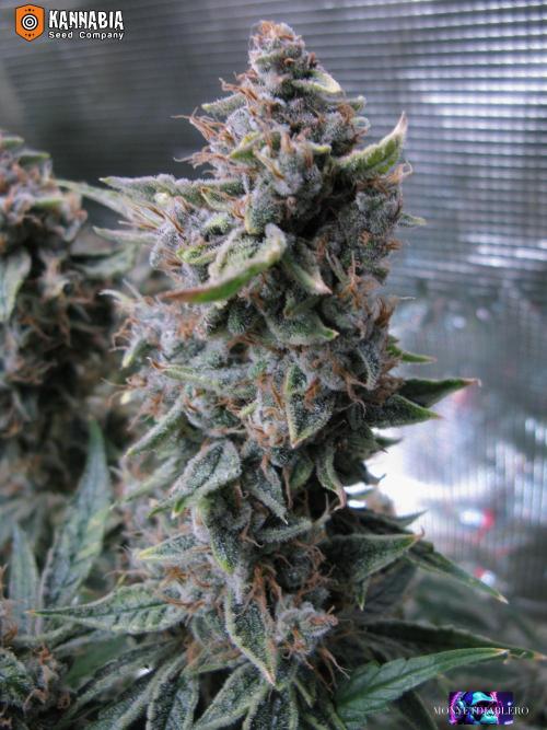 DosiDos 🍬 🥜 🍋 🌿 🍪. Week 11