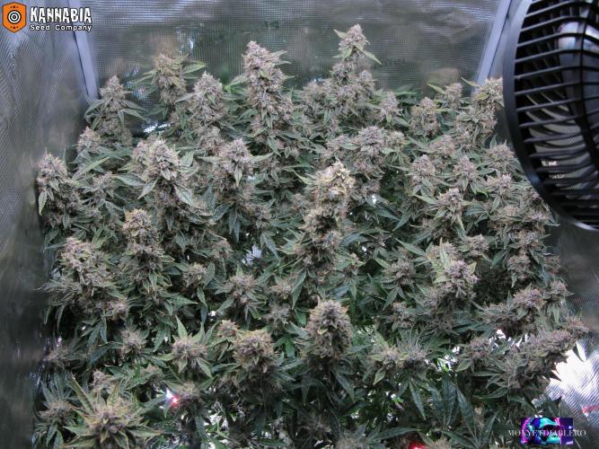 DosiDos 🍬 🥜 🍋 🌿 🍪. Week 11