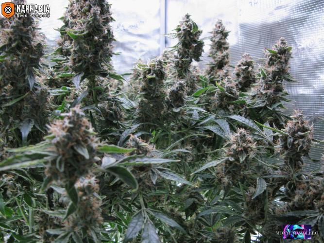 DosiDos 🍬 🥜 🍋 🌿 🍪. Week 11