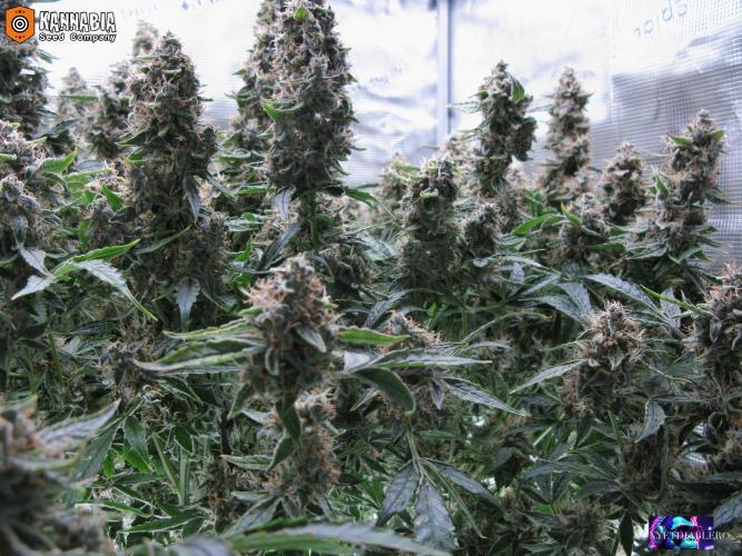 DosiDos 🍬 🥜 🍋 🌿 🍪. Week 11