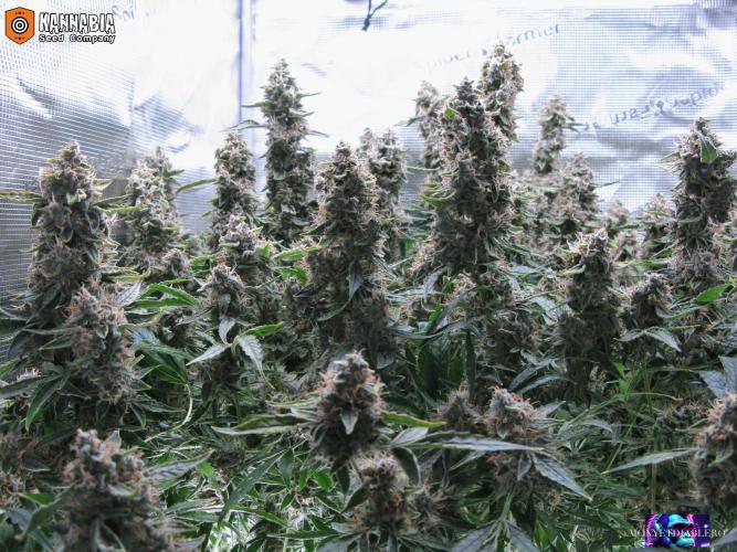 DosiDos 🍬 🥜 🍋 🌿 🍪. Week 11