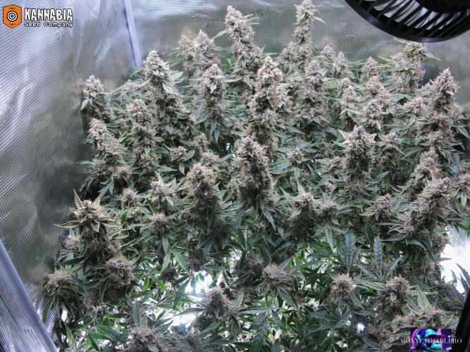 DosiDos 🍬 🥜 🍋 🌿 🍪. Week 11