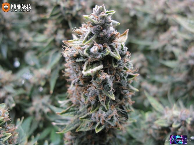 DosiDos 🍬 🥜 🍋 🌿 🍪. Week 11
