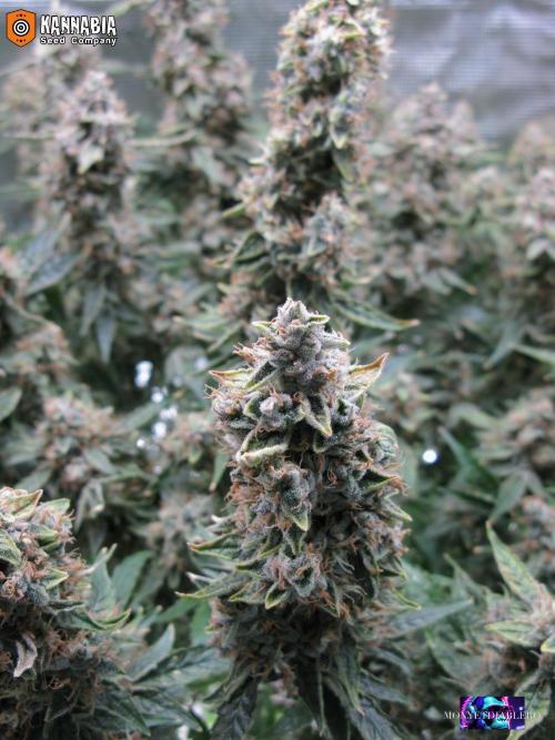 DosiDos 🍬 🥜 🍋 🌿 🍪. Week 11