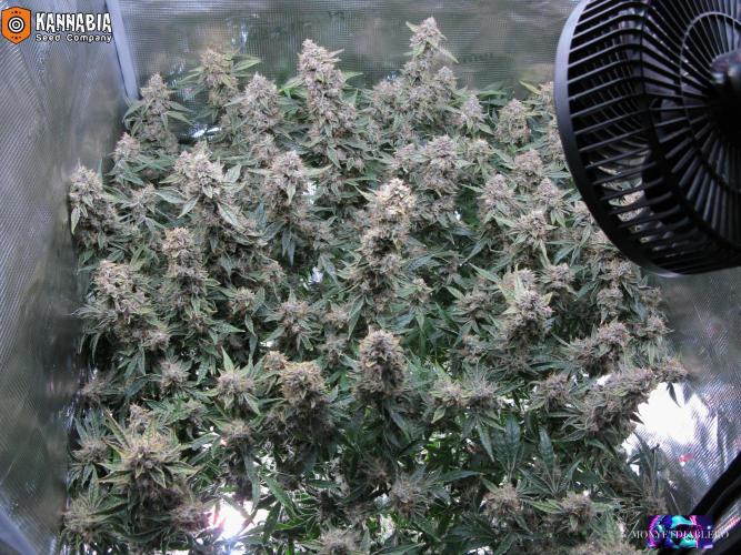 DosiDos 🍬 🥜 🍋 🌿 🍪. Week 11