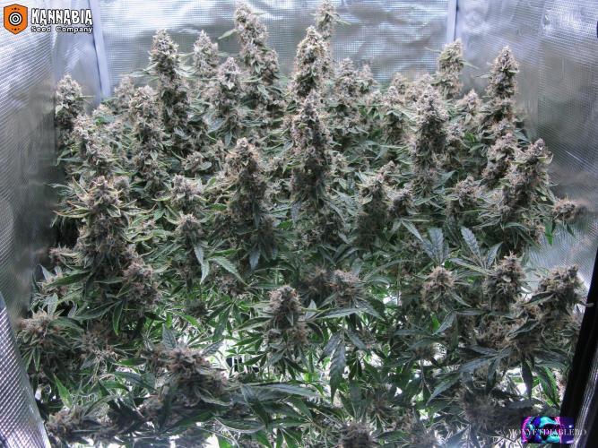 DosiDos 🍬 🥜 🍋 🌿 🍪. Week 11