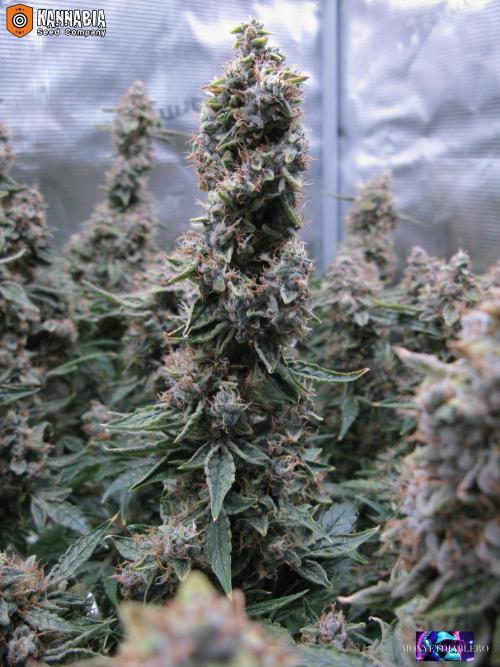 DosiDos 🍬 🥜 🍋 🌿 🍪. Week 11