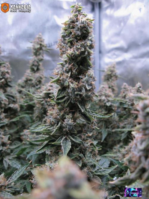 DosiDos 🍬 🥜 🍋 🌿 🍪. Week 11