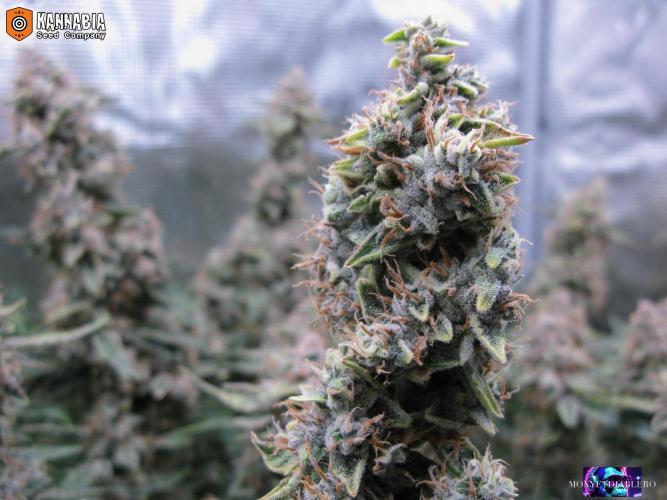 DosiDos 🍬 🥜 🍋 🌿 🍪. Week 11