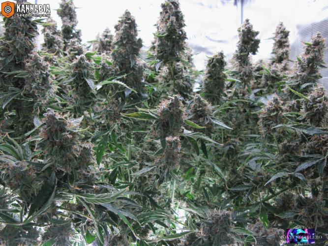 DosiDos 🍬 🥜 🍋 🌿 🍪. Week 12