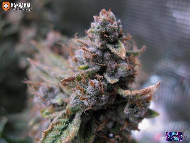 DosiDos 🍬 🥜 🍋 🌿 🍪. Week 12