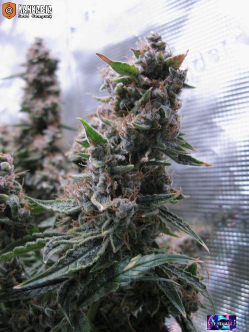 DosiDos 🍬 🥜 🍋 🌿 🍪. Week 12