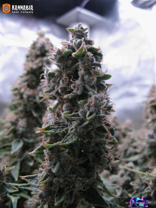 DosiDos 🍬 🥜 🍋 🌿 🍪. Week 12