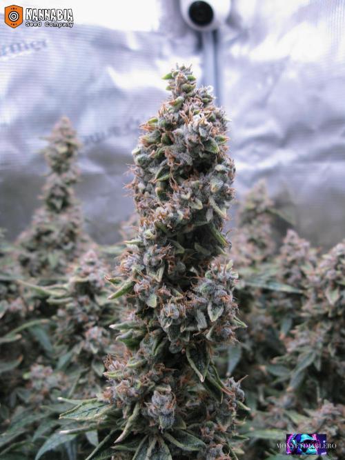 DosiDos 🍬 🥜 🍋 🌿 🍪. Week 12