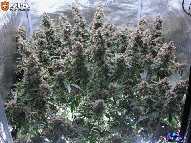 DosiDos 🍬 🥜 🍋 🌿 🍪. Week 12