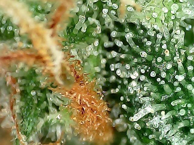 DosiDos 🍬 🥜 🍋 🌿 🍪. Week 12