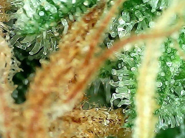 DosiDos 🍬 🥜 🍋 🌿 🍪. Week 12