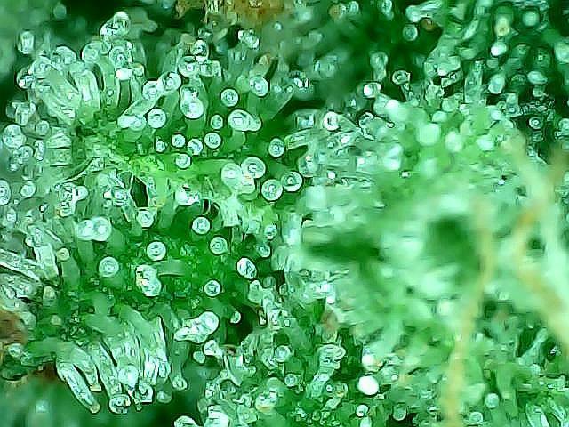 DosiDos 🍬 🥜 🍋 🌿 🍪. Week 12