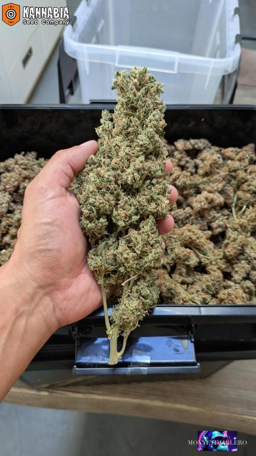 DosiDos 🍬 🥜 🍋 🌿 🍪. Week 13