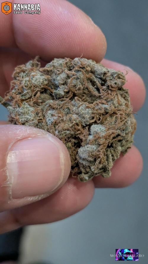DosiDos 🍬 🥜 🍋 🌿 🍪. Week 13