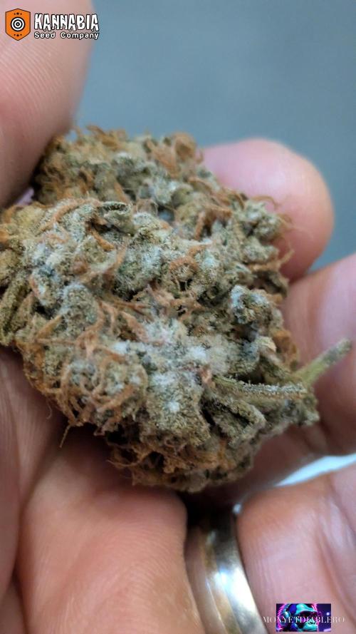 DosiDos 🍬 🥜 🍋 🌿 🍪. Week 13
